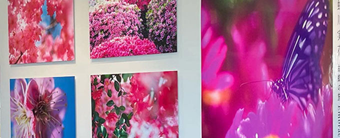 安比高原では写真家「蜷川実花」さんの作品展が開催中😃