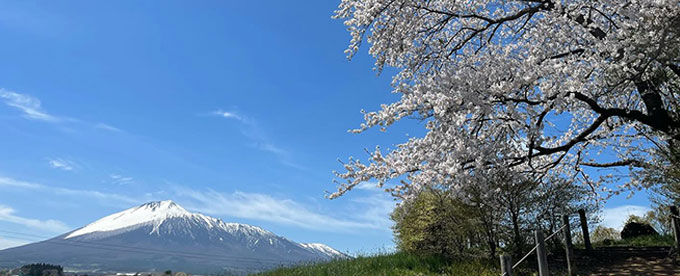 桜満開🌸