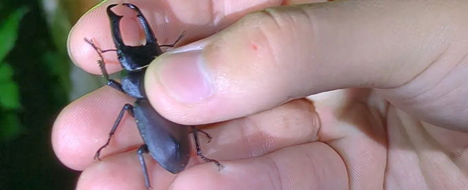 クワガタ・カブトムシがたくさん！？