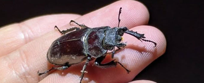 夏休みシーズンはクワガタ・カブトムシを捕まえましょう！！